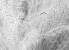 Obraz - Pampas grass N⁰1 (70x50 cm)
