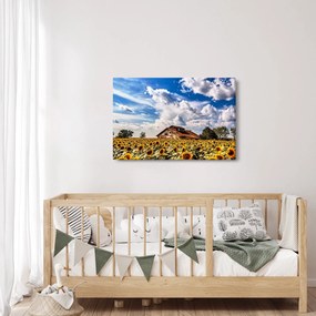 Obraz slnečnicového poľa (90x60 cm)