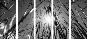 5-dielny obraz poľná tráva v čiernobielom prevedení - 200x100