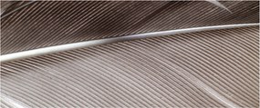 Abstraktný obraz vlákien (120x50 cm)