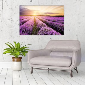 Obraz - Východ slnka v levanduľovom poli (90x60 cm)