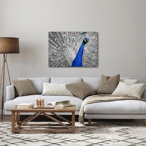 Obraz - modrý páv (70x50 cm)