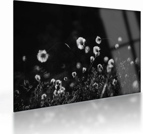 Sklenený obraz - Lúka s cottongrass N⁰1 (70x50 cm)
