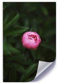 Gario Plagát Osamelá ružová pivonka Farba rámu: Bez rámu, Veľkosť: 20 x 30 cm