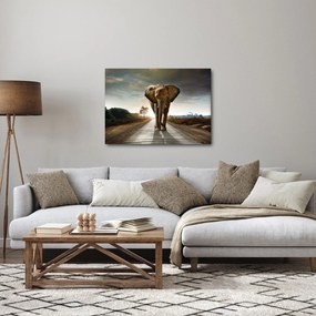 Obraz slona (70x50 cm)