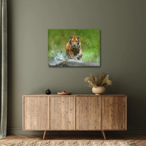 Obraz - Bežiaci tiger (70x50 cm)