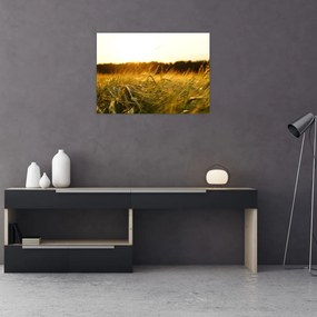 Sklenený obraz orosenej trávy (70x50 cm)