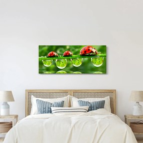 Obraz - Lienka sedembodková (120x50 cm)
