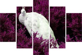 Obraz - Biely páv (150x105 cm)