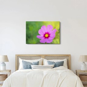 Obraz - lúčna kvetina (90x60 cm)