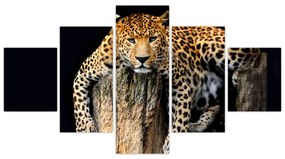 Leopard, obraz