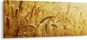 Obraz - Klasy obilia (120x50 cm)
