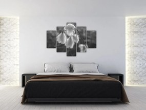 Obraz - Cottongrass (150x105 cm)