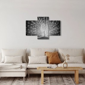 Obraz - Biely páv (90x60 cm)