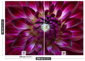 Fototapeta Vliesová Aster fialový 104x70 cm