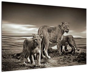 Obraz čiernobielych levov (90x60 cm)