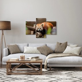 Obraz pandy červenej (90x60 cm)