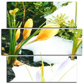 Obraz na plátne - Skoré jarné kvetiny - štvorec 3242D (75x75 cm)