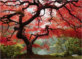 Obraz červeného japonského javora, Portland, Oregon (70x50 cm)