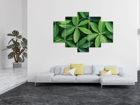 Obraz - Listy s kvapkami rosy (150x105 cm)