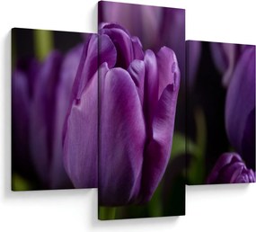 Obraz kvetov tulipánov (90x60 cm)