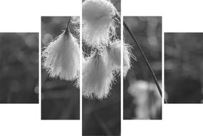 Obraz - Cottongrass (150x105 cm)