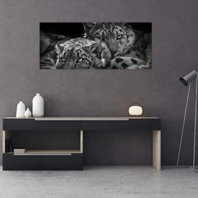 Obraz - Odpočívajúci gepardy (120x50 cm)