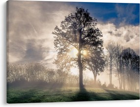 Obraz stromu v hmle (70x50 cm)