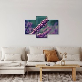 Obraz levandule (90x60 cm)