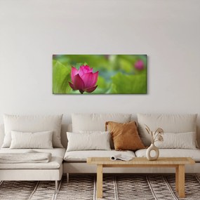 Obraz - vodná rastlina (120x50 cm)