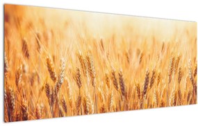 Obraz - pole s obilím (120x50 cm)