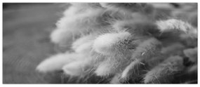 Obraz - bunny tail grass na stole (120x50 cm)