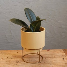 Ficus Elastica Robusta baby
