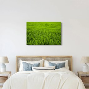 Obraz trávy (90x60 cm)
