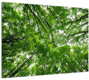 Obraz - Pohľad do korún stromov (70x50 cm)