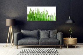 Obraz na akrylátovom skle Tráva rastlina príroda 100x50 cm