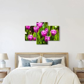 Obraz tulipánov na lúke (90x60 cm)
