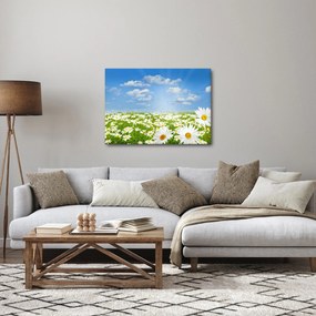 Obraz rozkvitnutej lúky s margarétkami (70x50 cm)