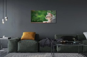 Sklenený obraz vyzerajúci mačka 125x50 cm
