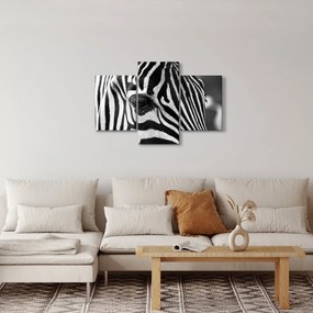 Obraz zebry (90x60 cm)