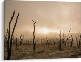 Obraz - Holé stromy (70x50 cm)
