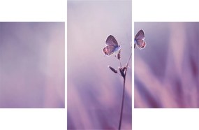 Obraz - Fialové motýliky (90x60 cm)