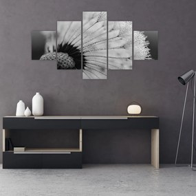 Obraz púpavy - čiernobiely (125x70 cm), 40 ďalších rozmerov
