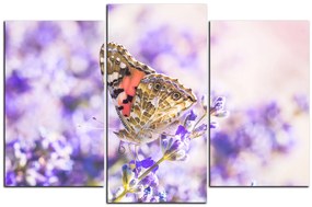 Obraz na plátne - Motýľ na levandule 1221C (120x80 cm)