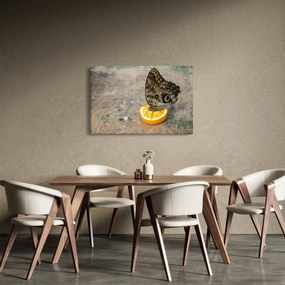 Obraz motýľa (90x60 cm)