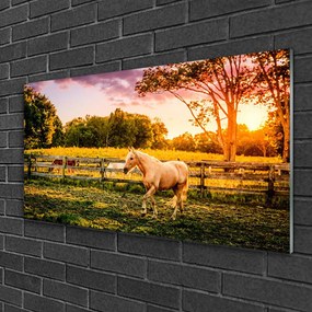 Obraz na skle Kôň lúka zvieratá 125x50 cm