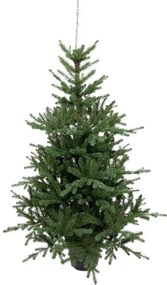 Umelý vianočný stromček v kvetináči 3D Smrek Tirolský 150cm