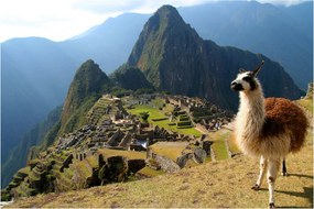 Obrázok - Lama a Machu Picchu (90x60 cm)