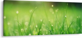 Obraz - rosa na tráve (120x50 cm)