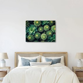 Sklenený obraz - Kaktusy (70x50 cm)